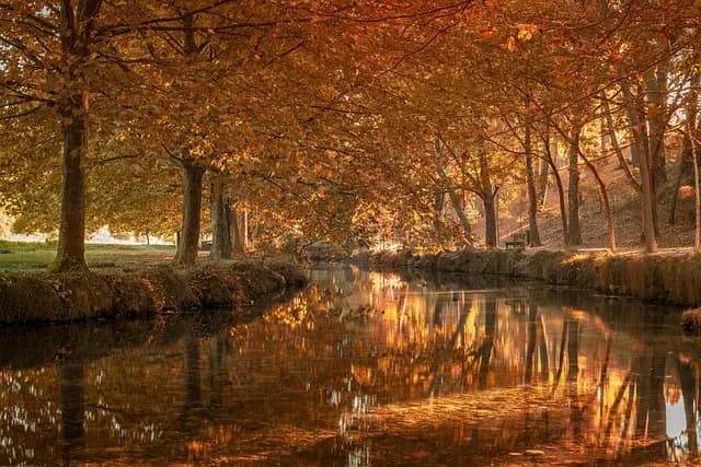 Cursos de Música Económicos: Aprende Sin Gastar